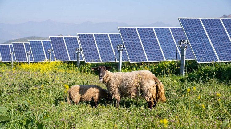Atlas Renewable Energy implementa iniciativa de pastoreo ovino en parque fotovoltaico Quilapilún